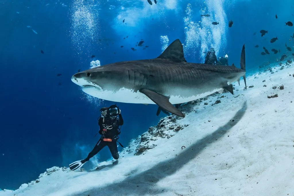 Requin-tigre qui passe au-dessus d'un plongeur sur le sable