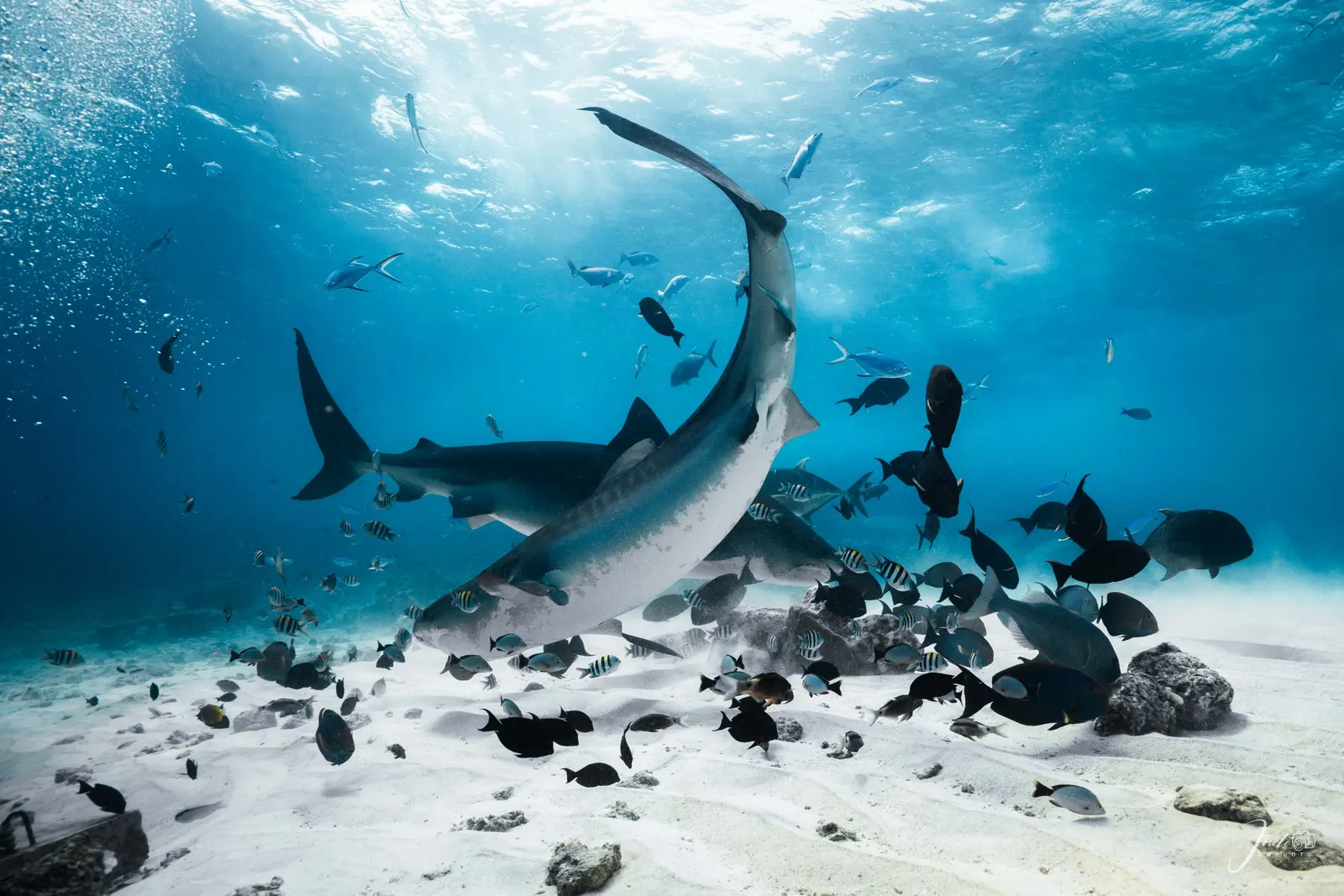 Grand requin-tigre qui se courbe au-dessus du sable, entouré de poissons