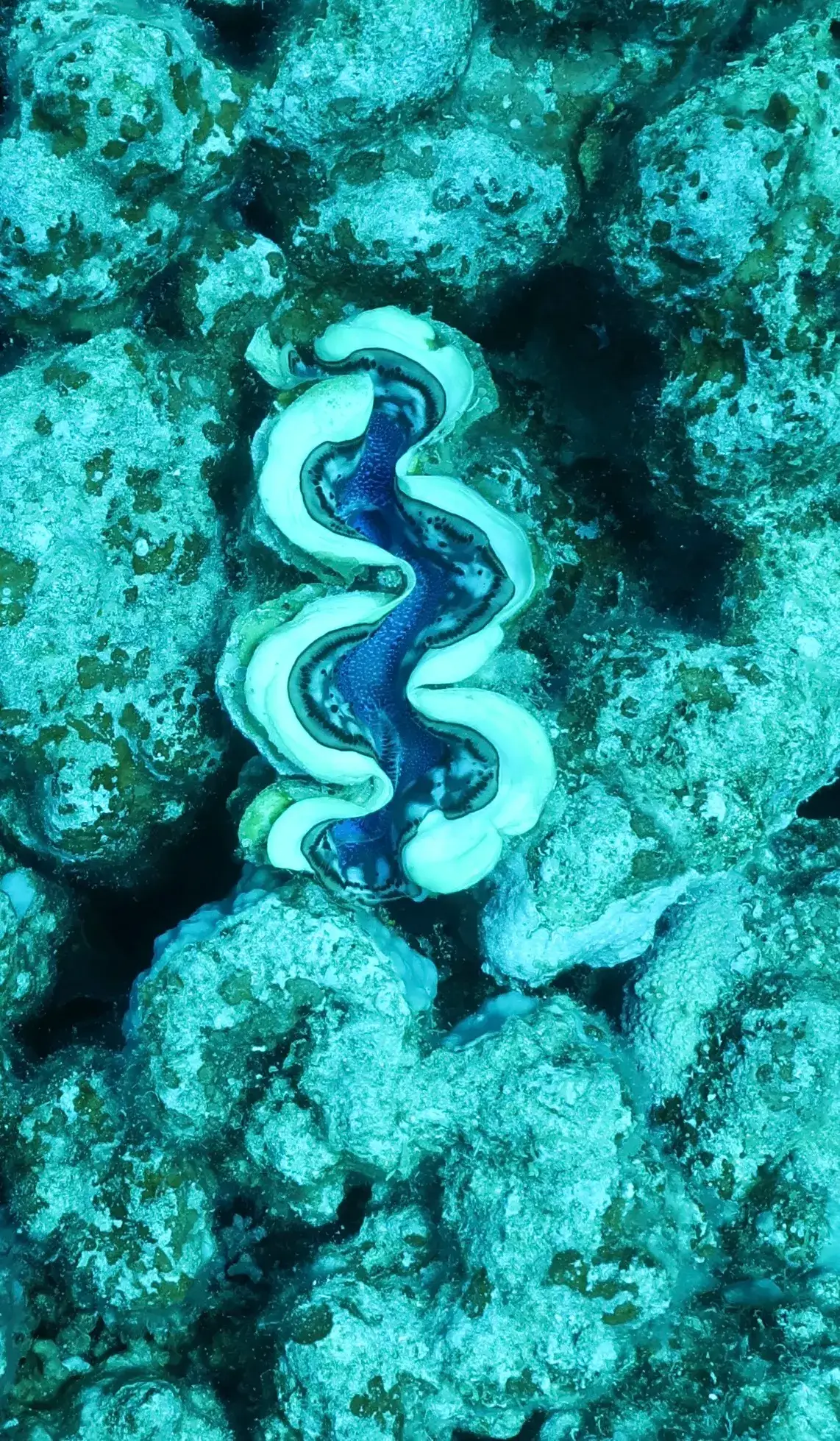 Bénitier géant au manteau bleu sur un récif de la mer Rouge