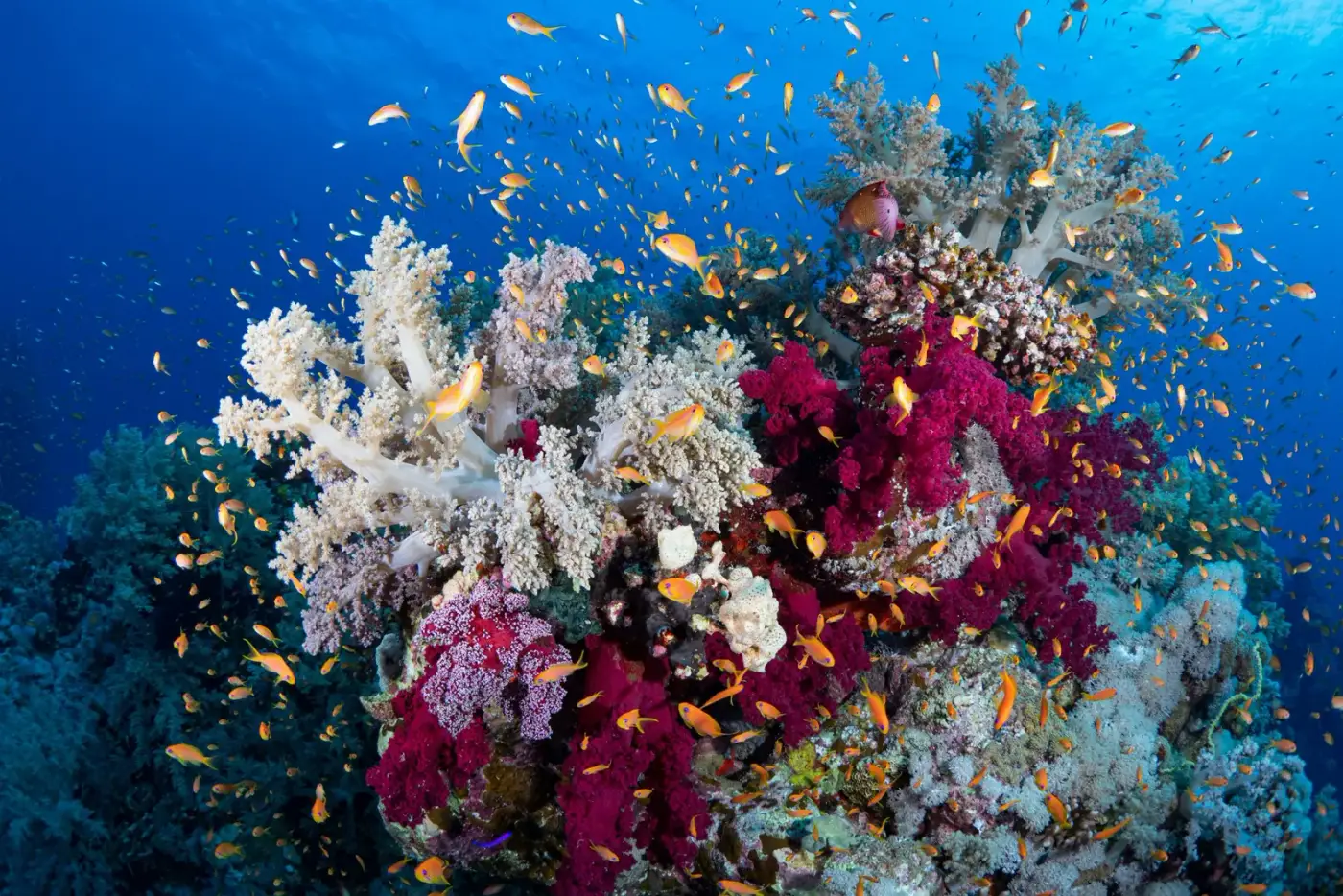 Récif de la mer Rouge, Égypte