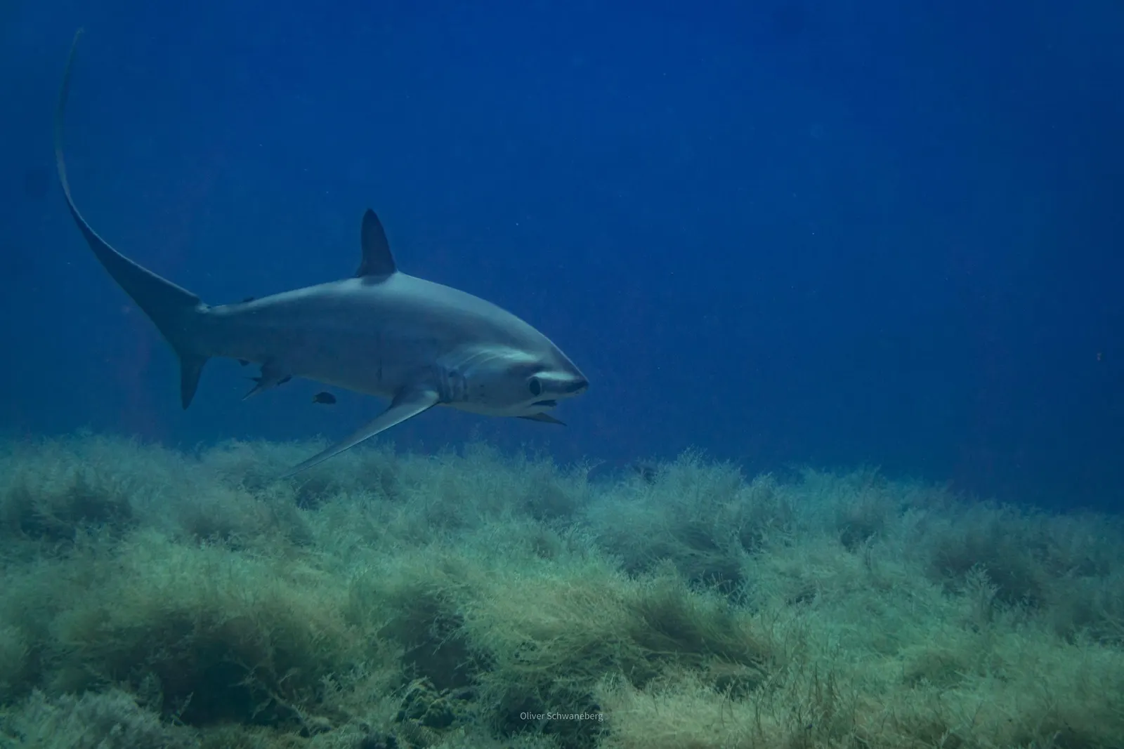 Requin-renard en mer Rouge, Égypte