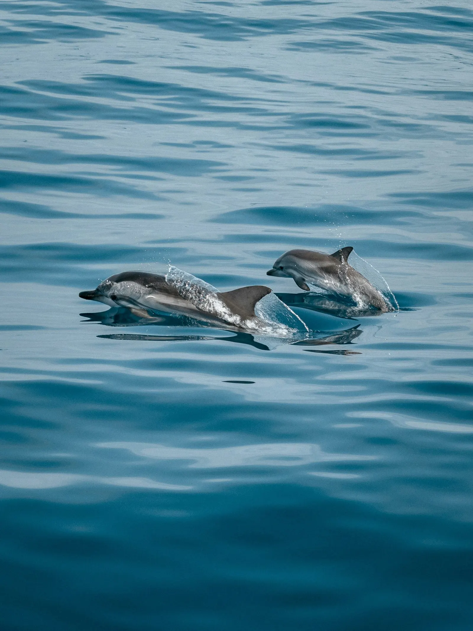 Dauphins à long bec en mer Rouge, Égypte