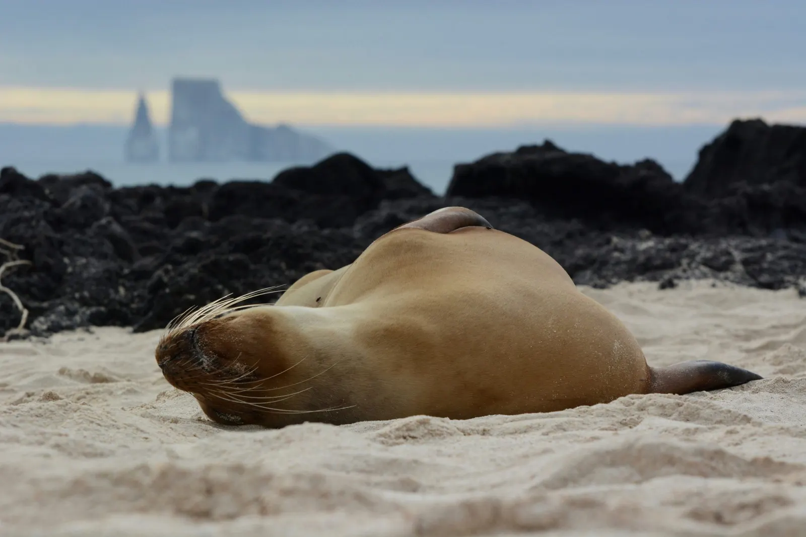 Otarie endormie sur le sable, une île au loin