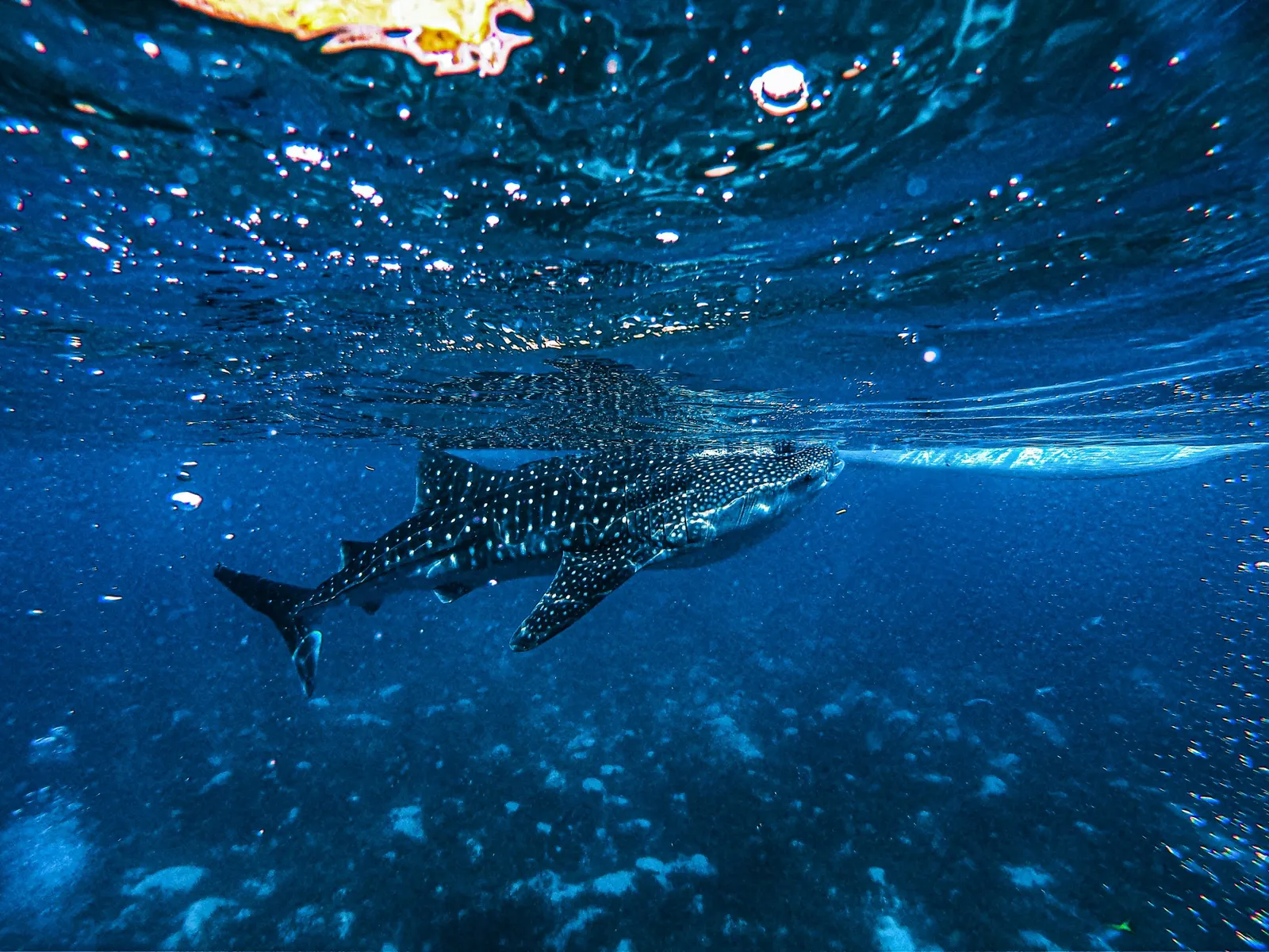 Requin-baleine sous la surface