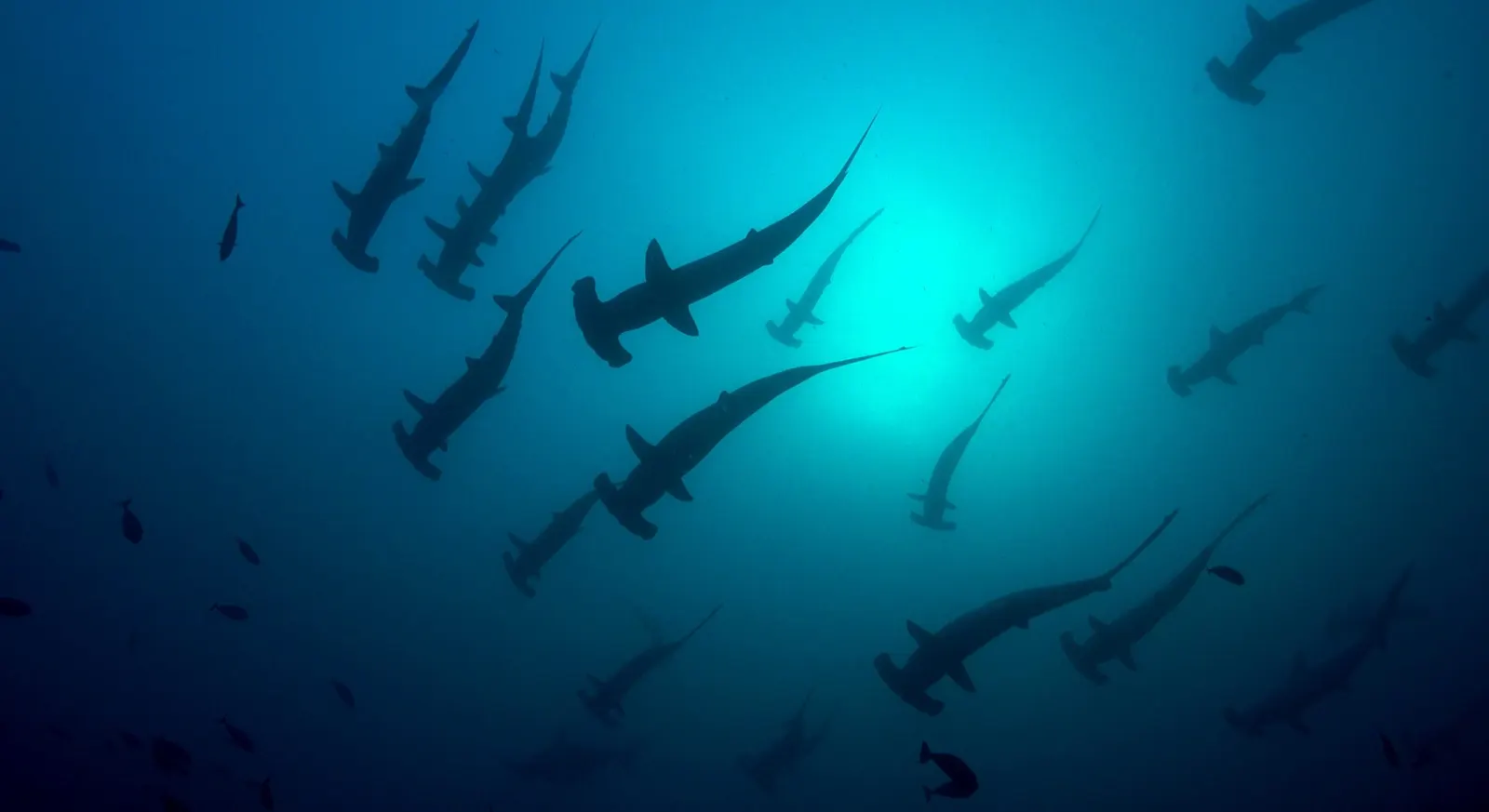 Banc de requins-marteaux dans le bleu