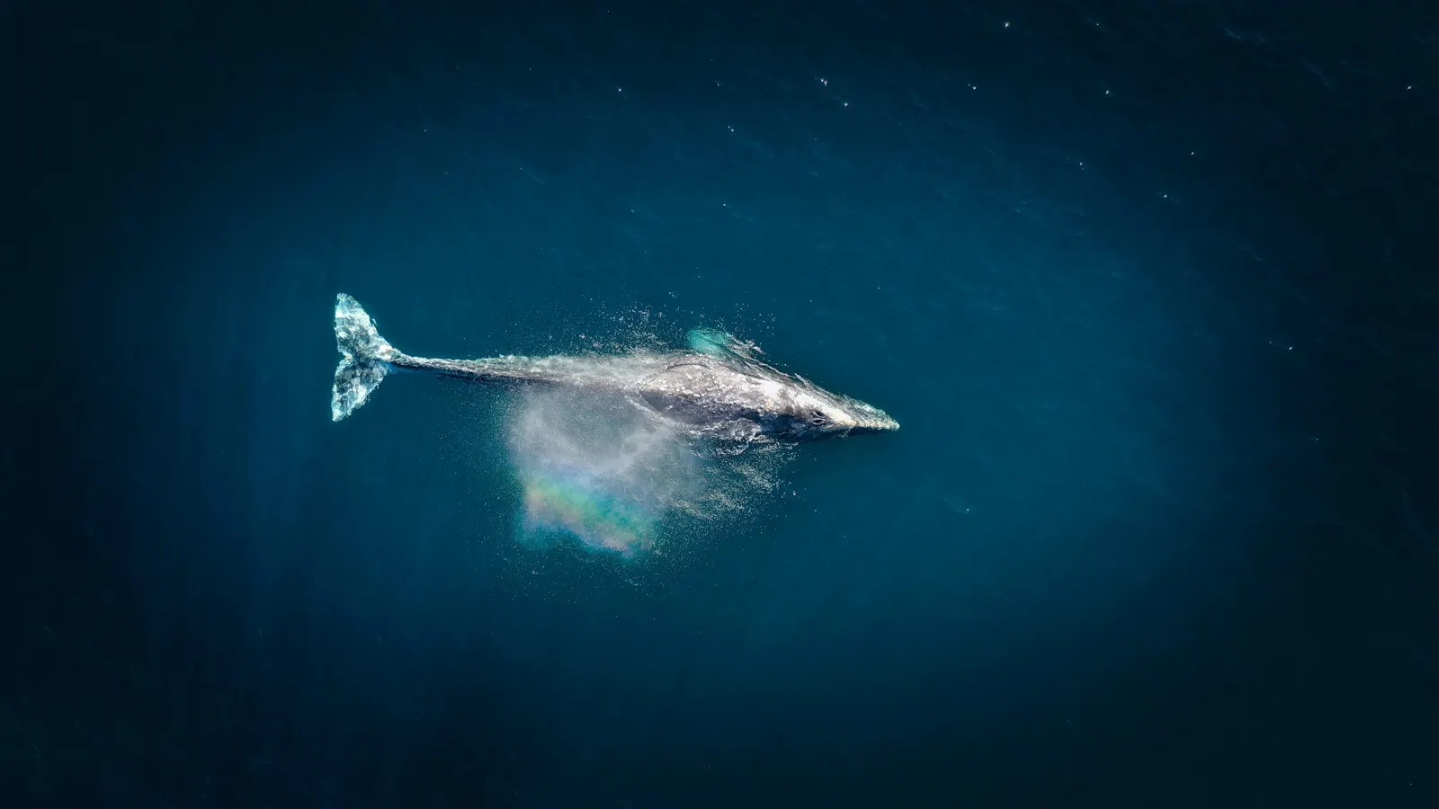 Baleine grise vue du ciel, Basse-Californie