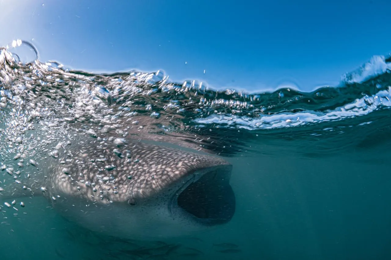 Requin-baleine près de la surface, la gueule ouverte