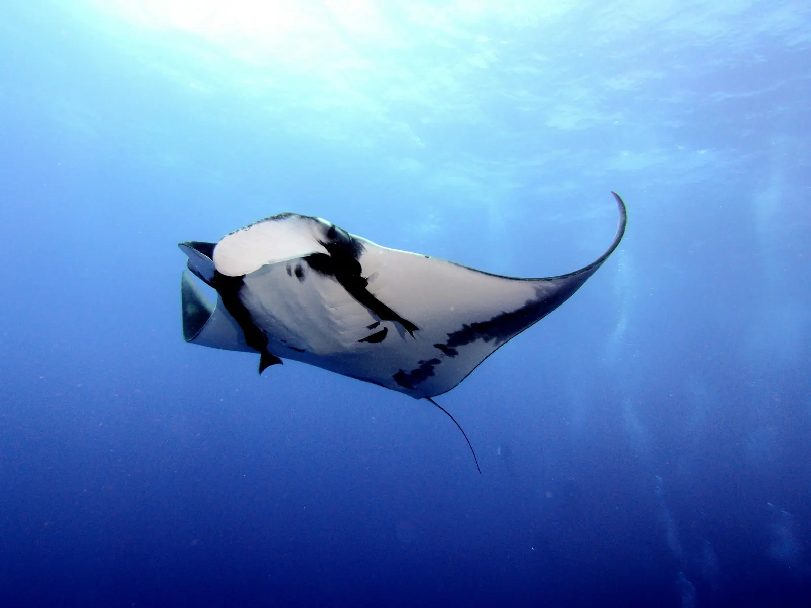 Manta océanique géante au-dessus d'un plongeur
