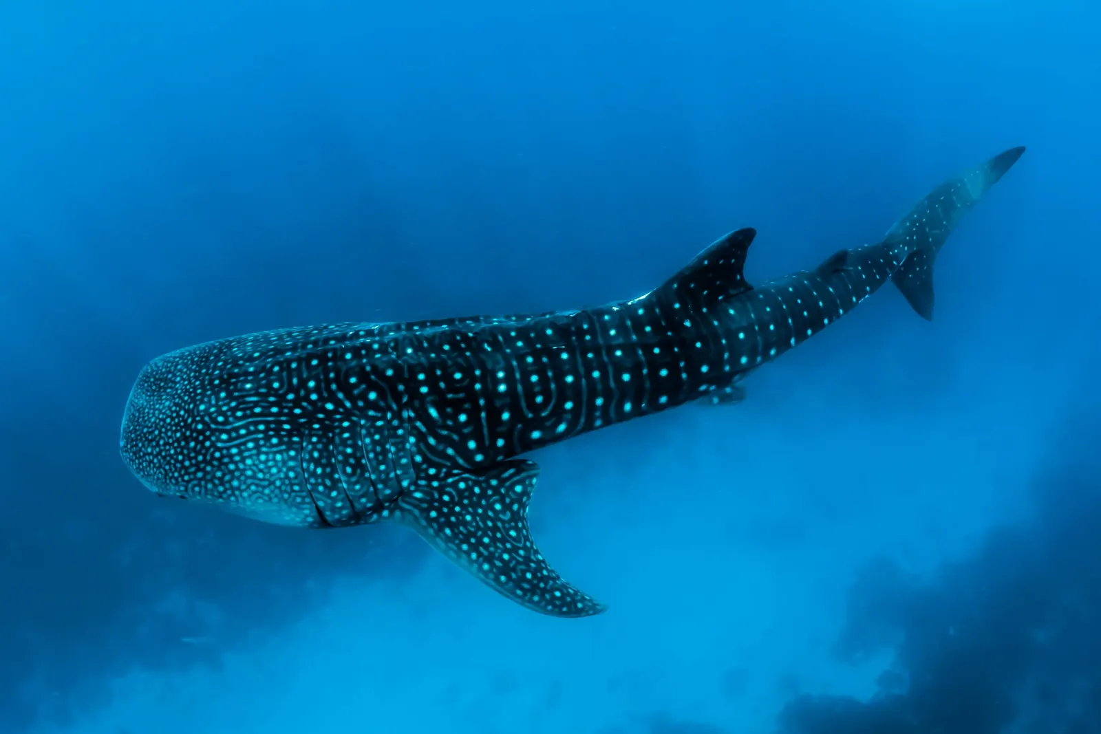 Requin-baleine dans le bleu, mer de Cortez
