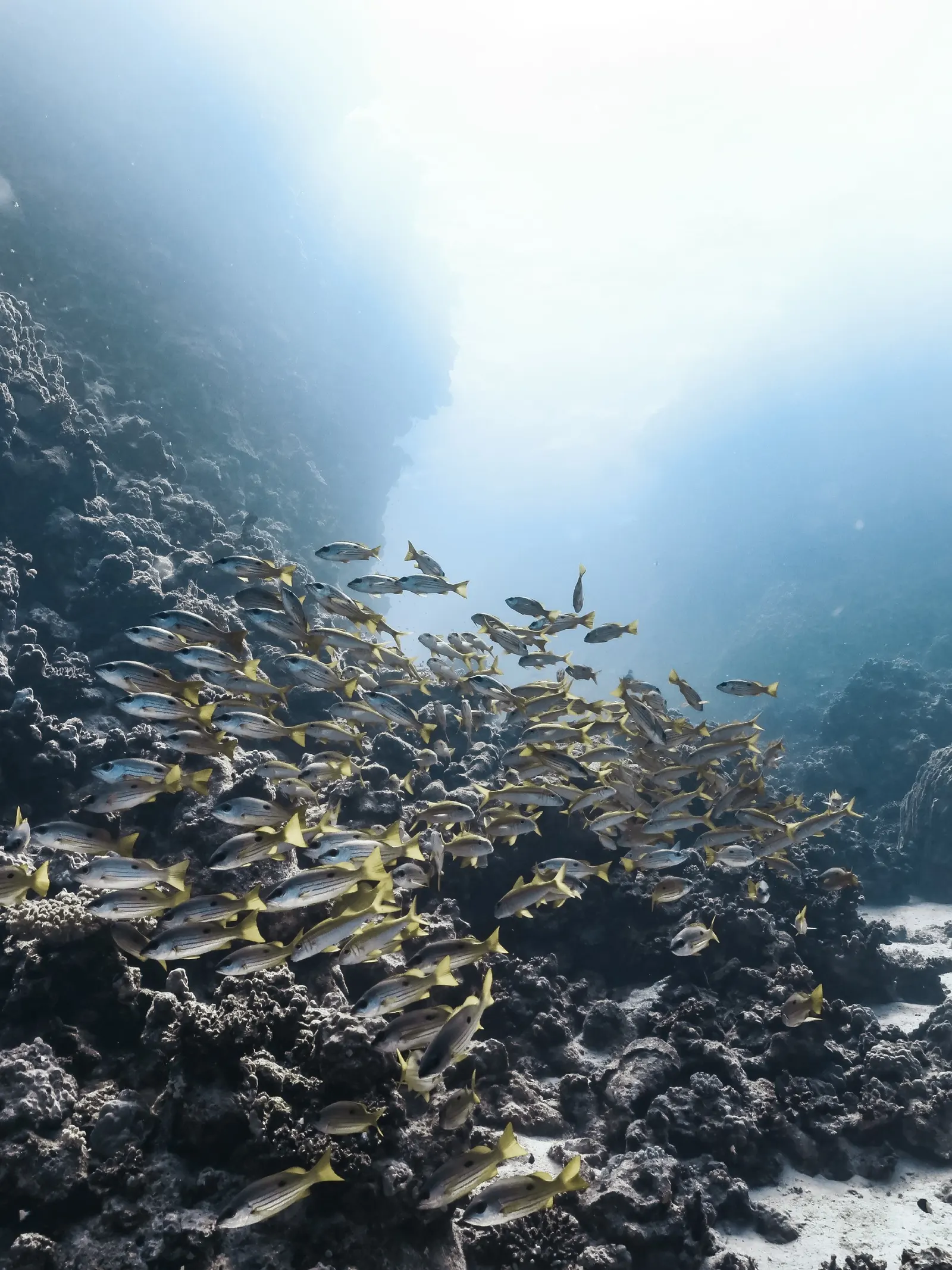 Pinacle de corail et poissons de récif, mer Rouge