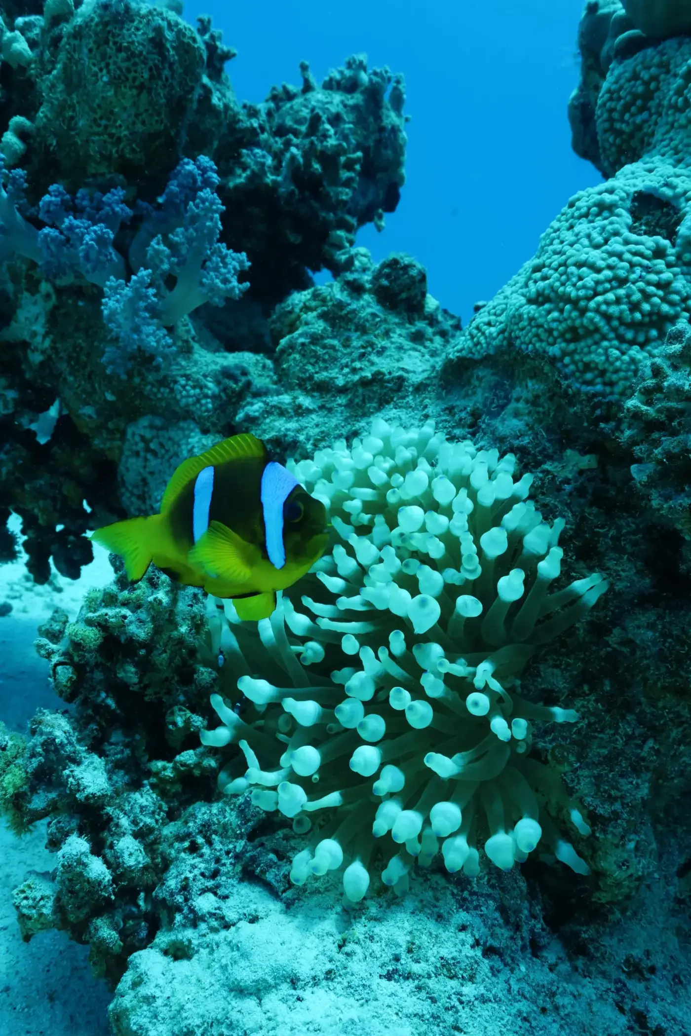 Poisson-clown sur un récif corallien, mer Rouge