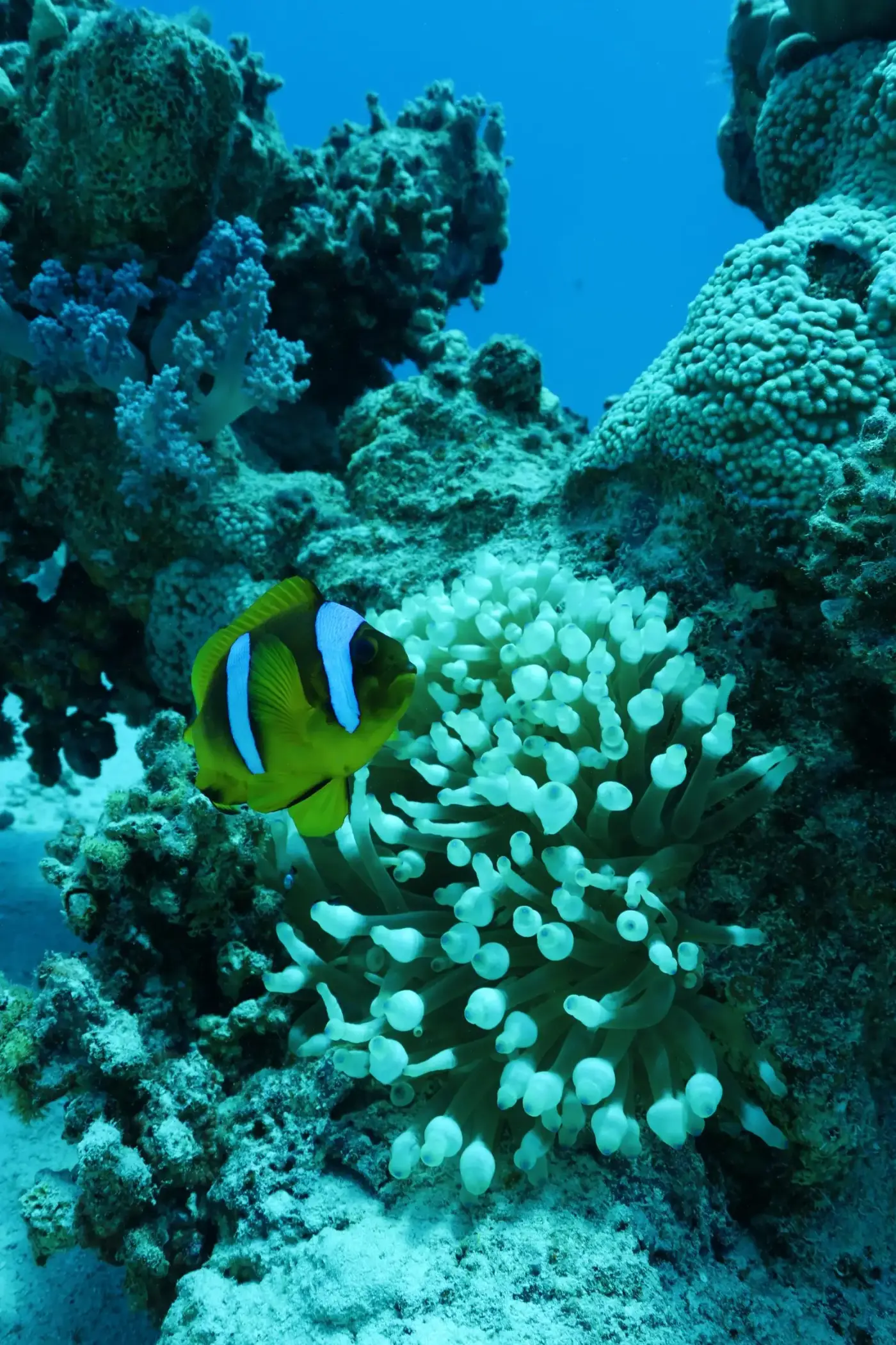 Poisson-clown dans une anémone, mer Rouge