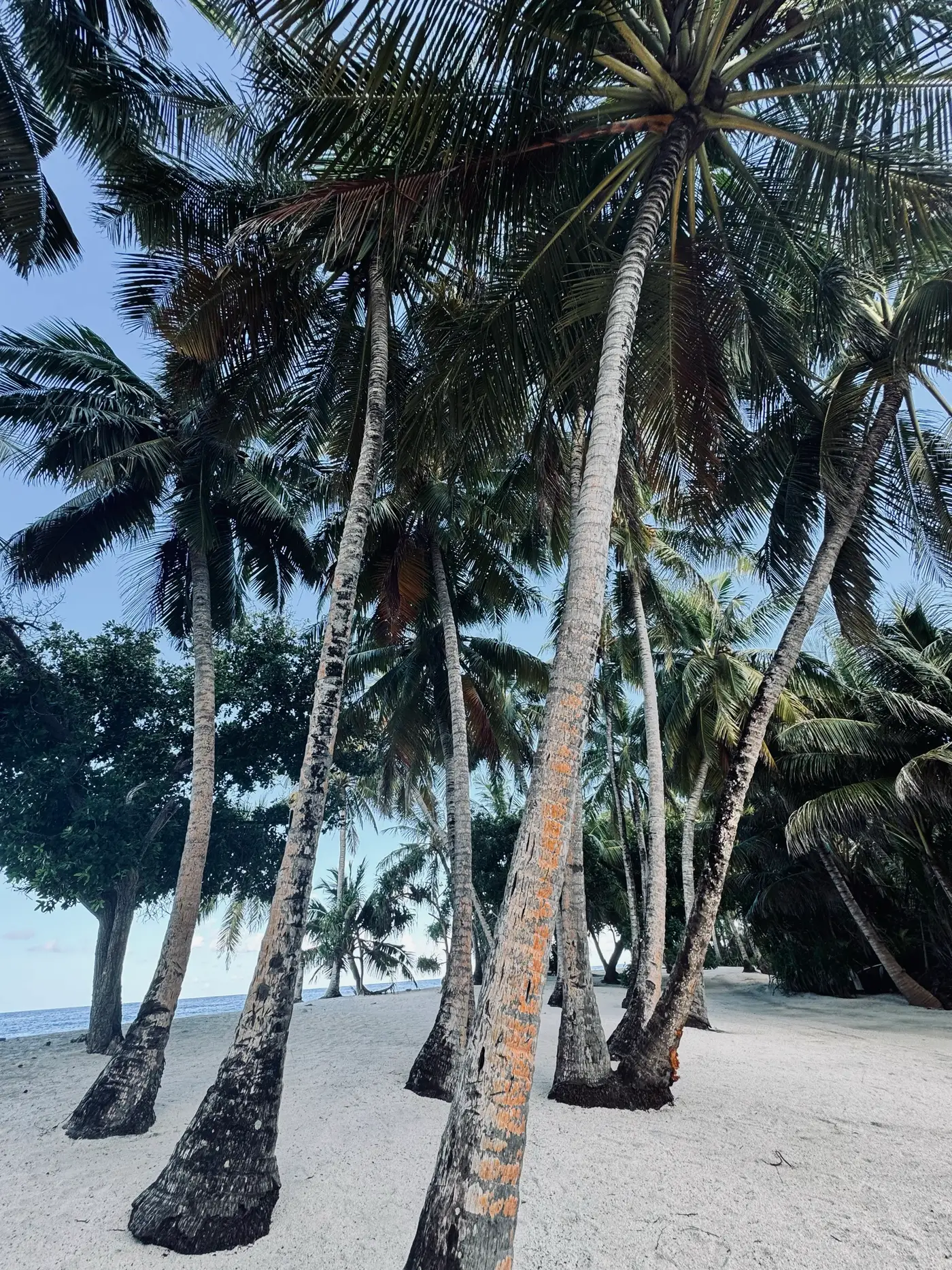 Cocotiers au-dessus d'une plage de sable blanc