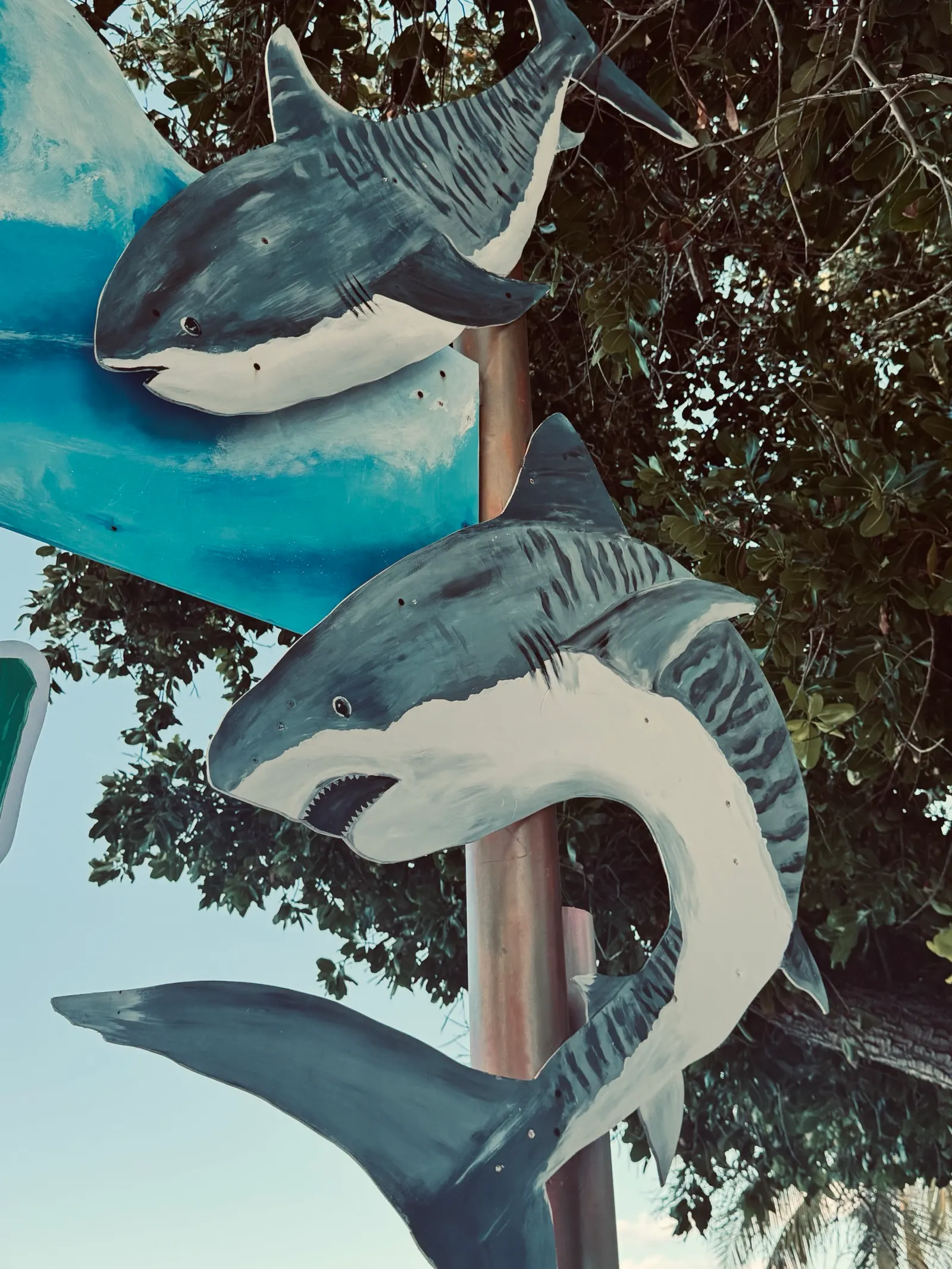 Panneaux en forme de requins-tigres peints sur un poteau, dans une rue de Fuvahmulah