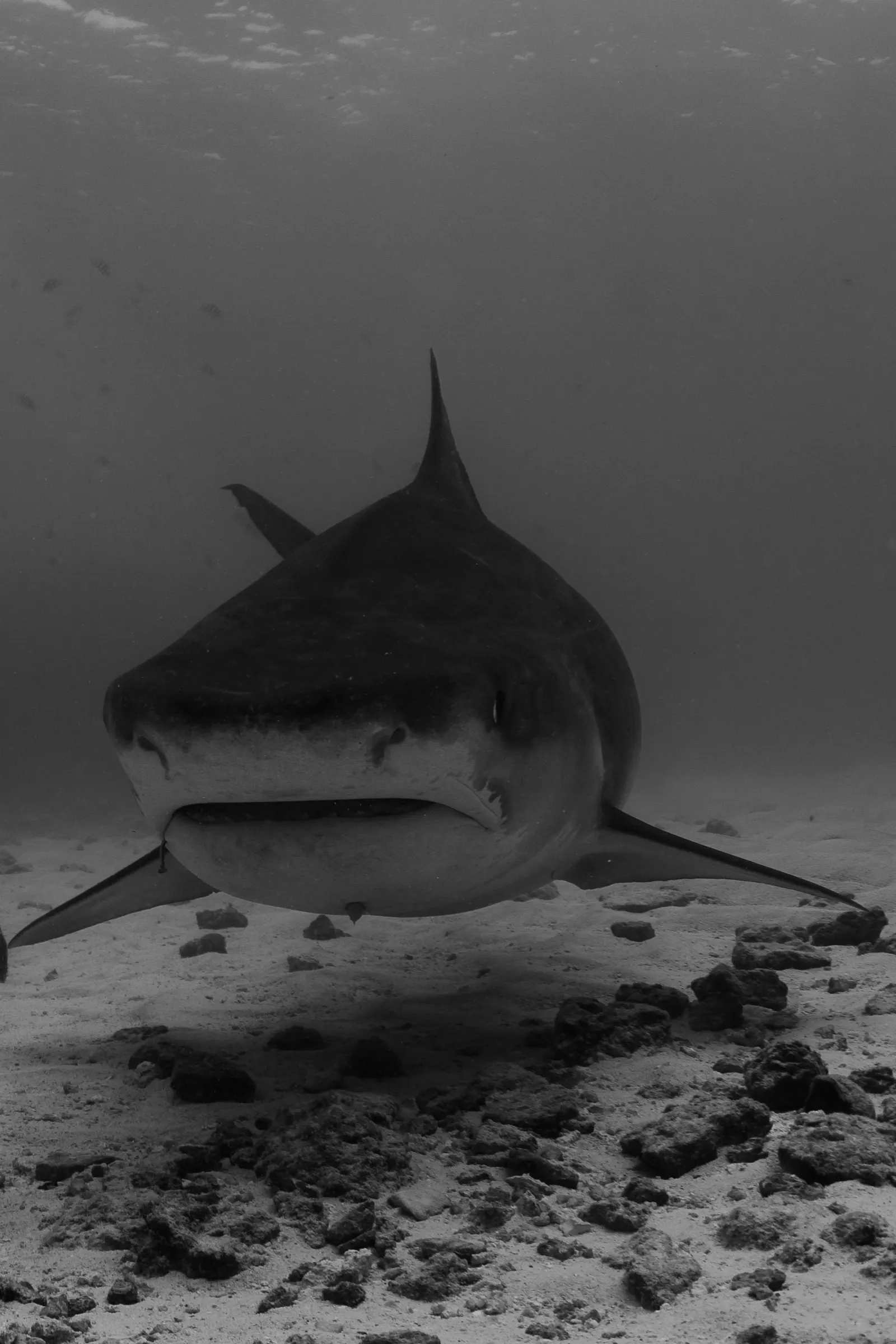 Portrait en noir et blanc d'un requin-tigre, de face