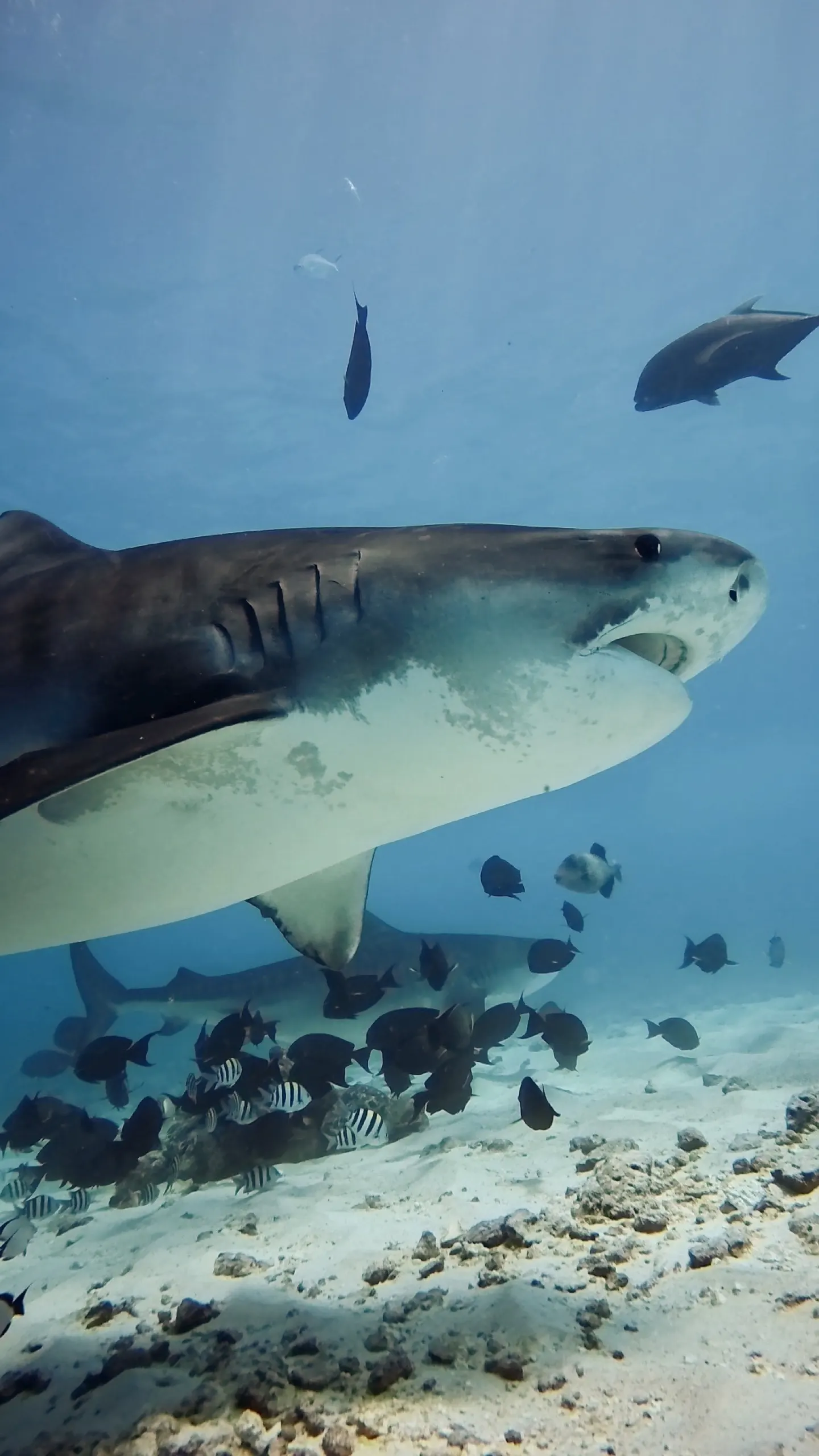 Gros plan sur la tête d'un requin-tigre, avec des poissons de récif