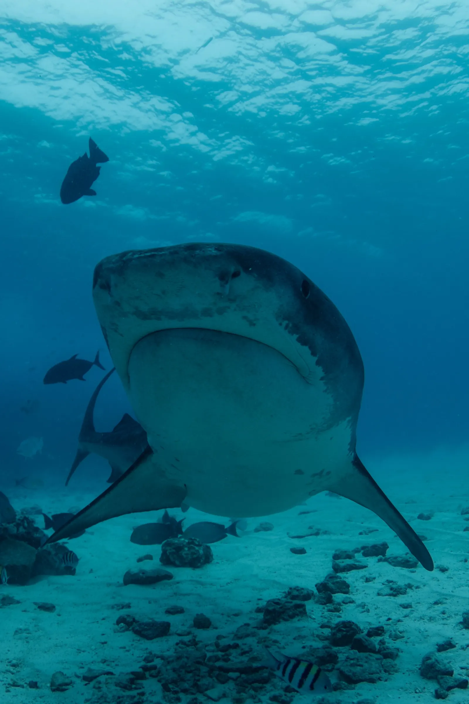 Requin-tigre de face au-dessus de débris de corail