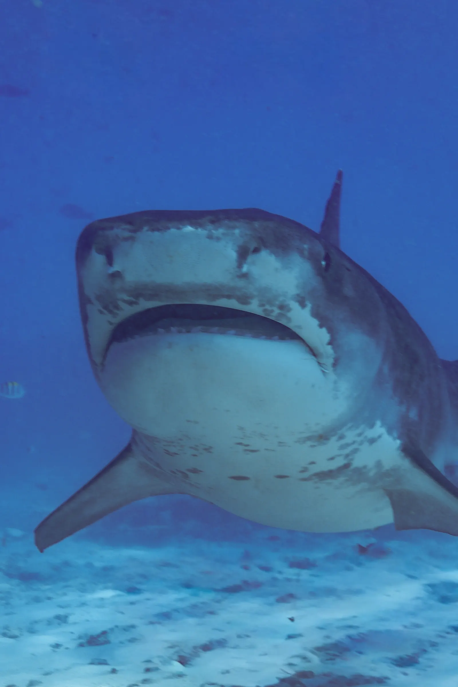 Requin-tigre qui arrive de face, Fuvahmulah