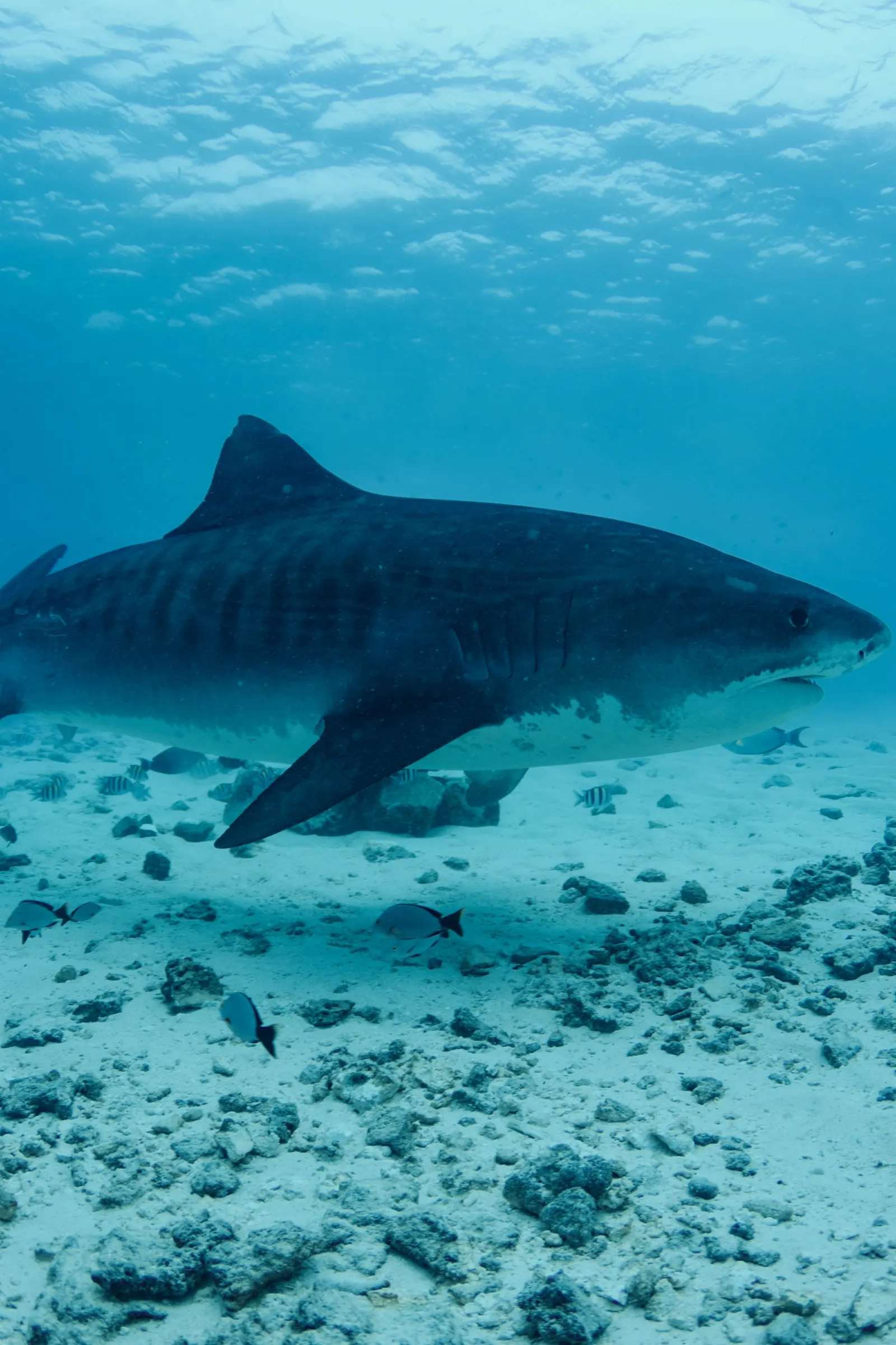 Requin-tigre de profil au-dessus du récif, rayures bien visibles