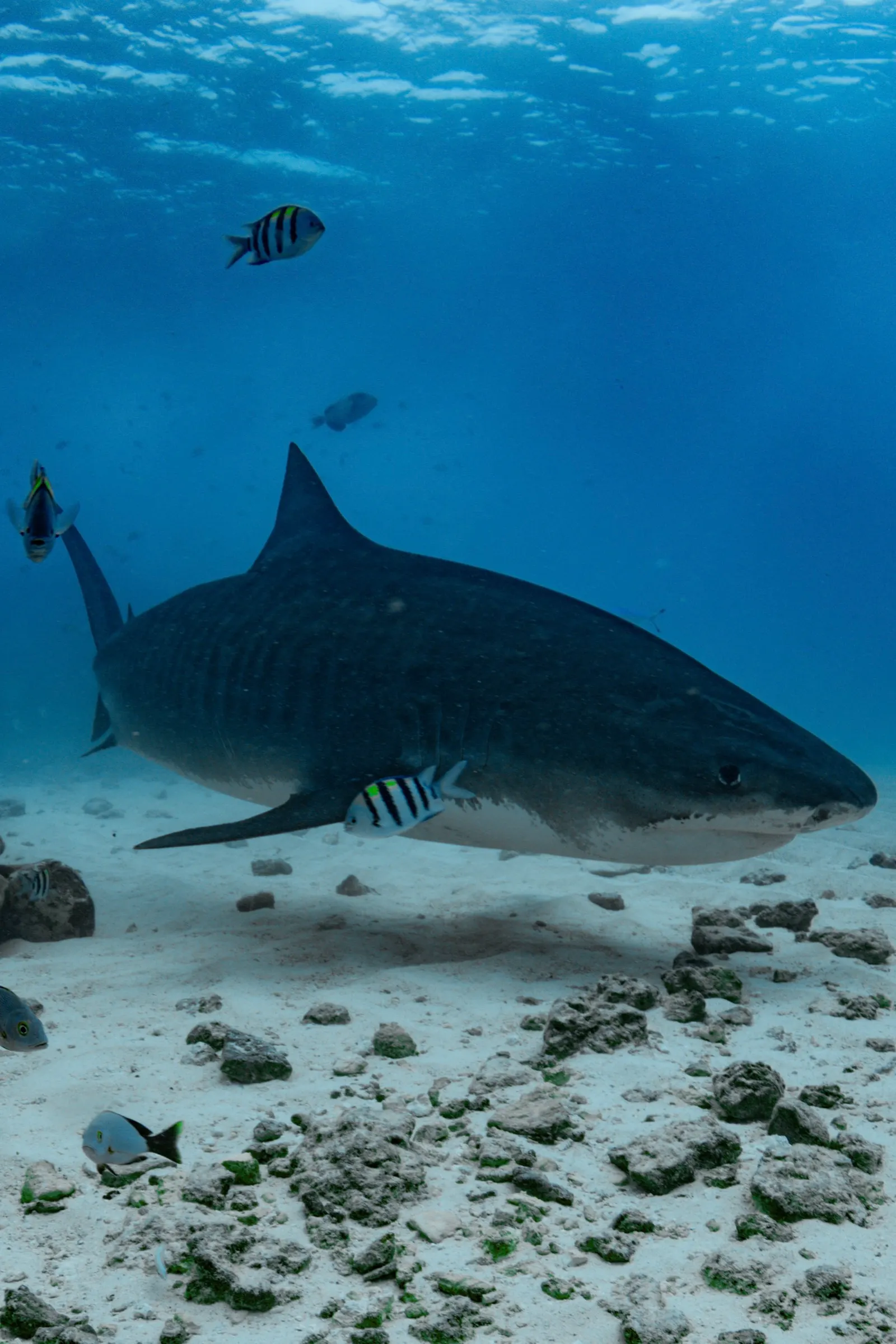 Requin-tigre accompagné de poissons-bagnards