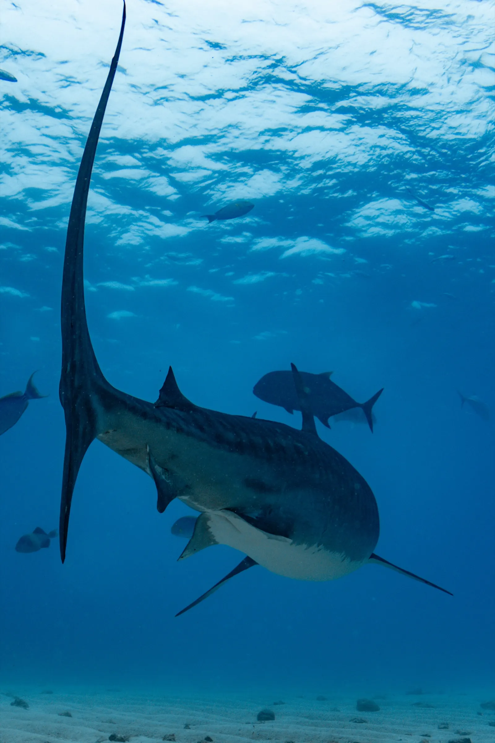 Queue d'un requin-tigre et carangues dans l'eau bleue