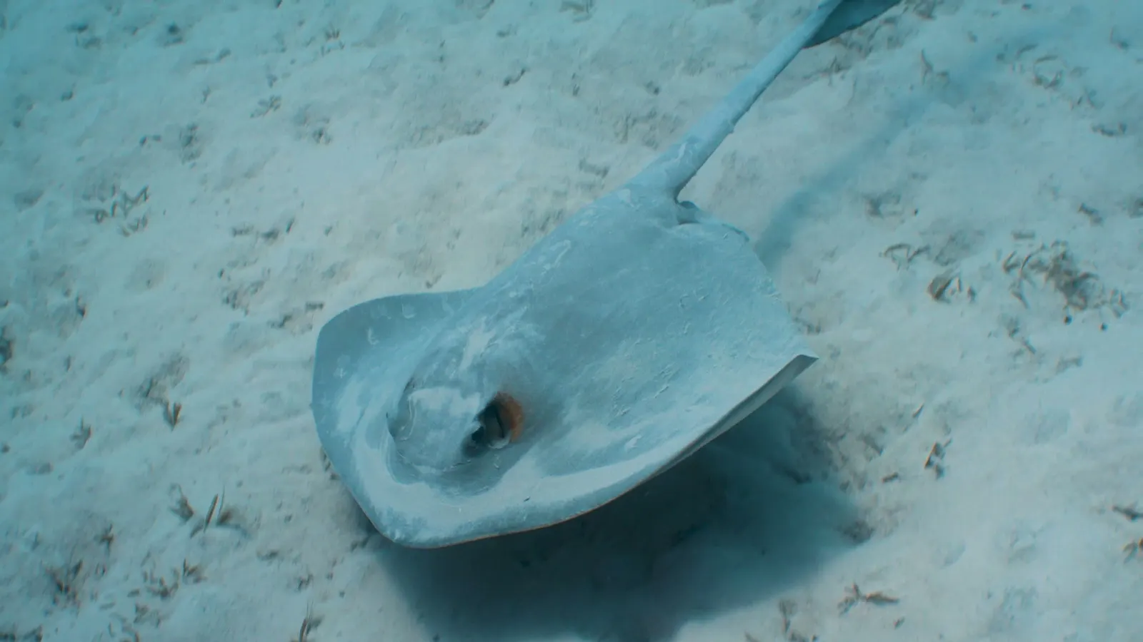 Raie au-dessus d’un fond de sable, mer Rouge