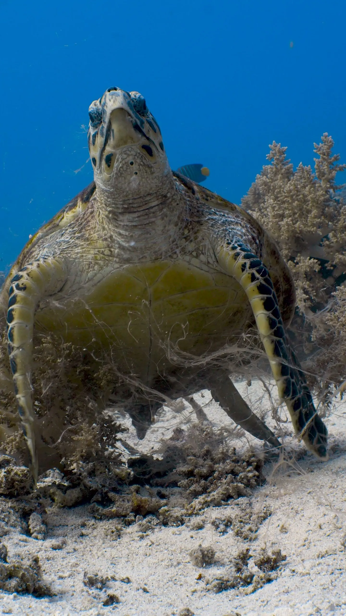 Tortue imbriquée sur un récif de la mer Rouge