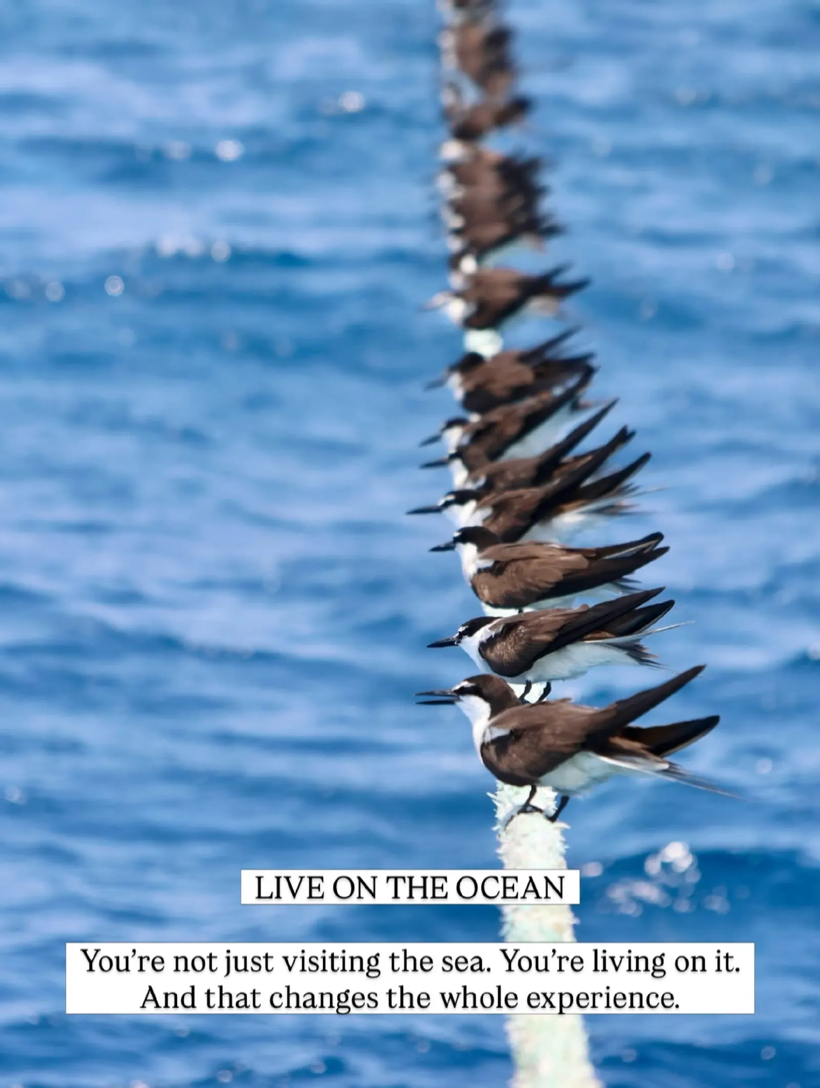 Oiseaux de mer alignés sur une amarre au-dessus de l'eau bleue